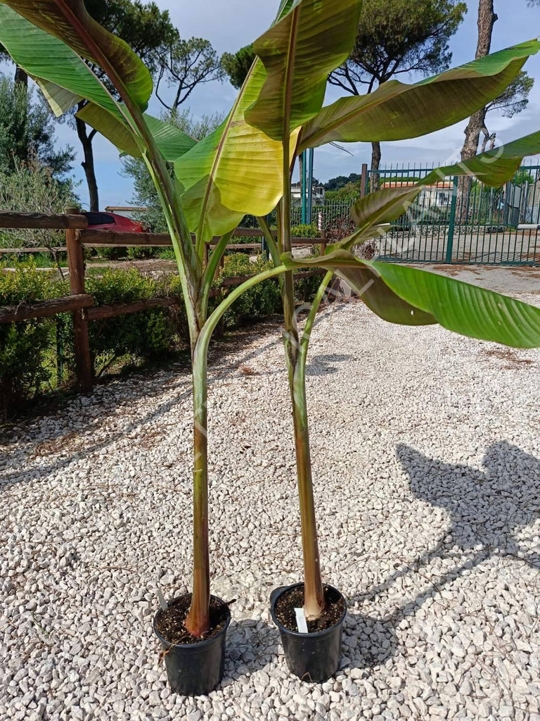 Musa Helen's hybrid