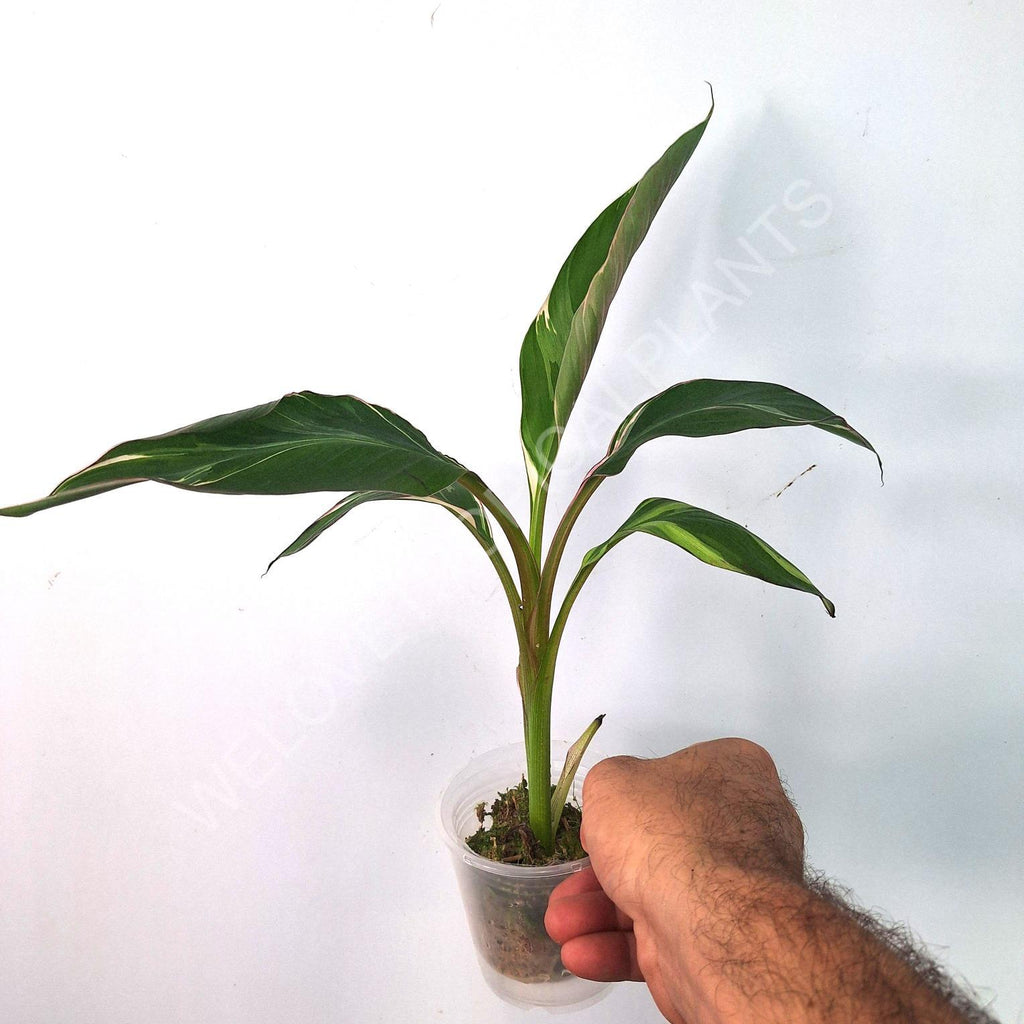 Musa banana nano variegata