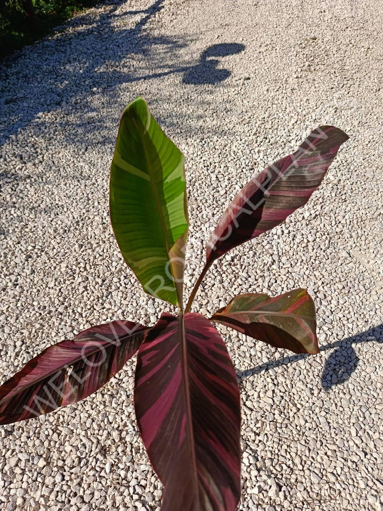 Musa banana nono variegata