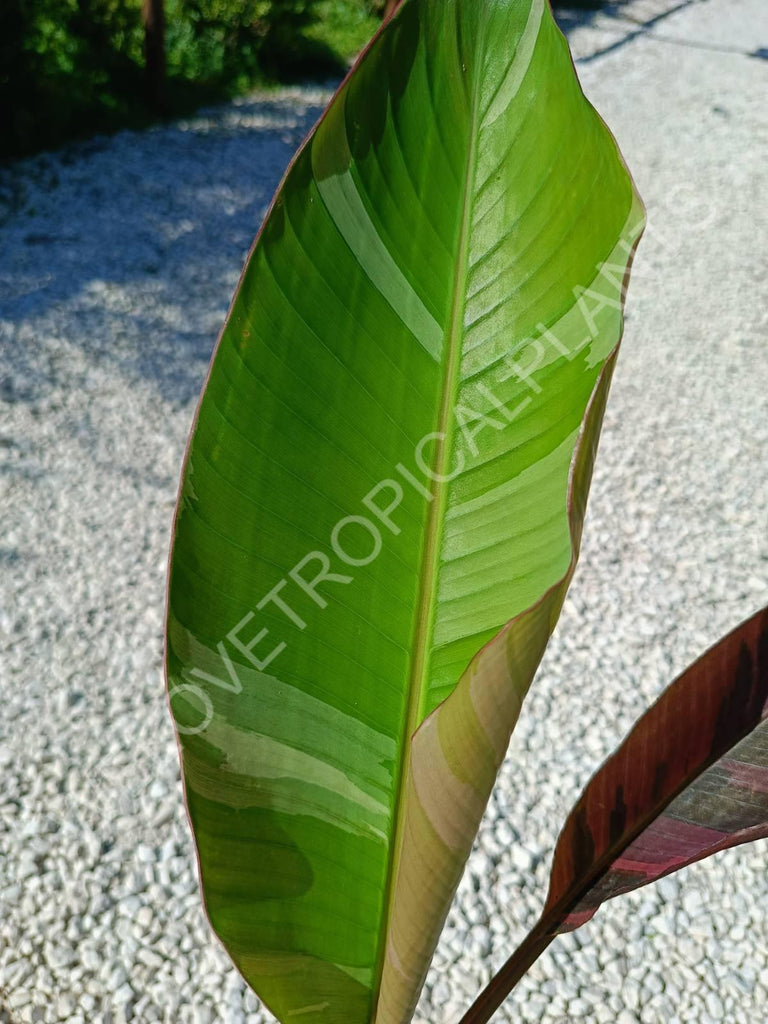 Musa banana nono variegata