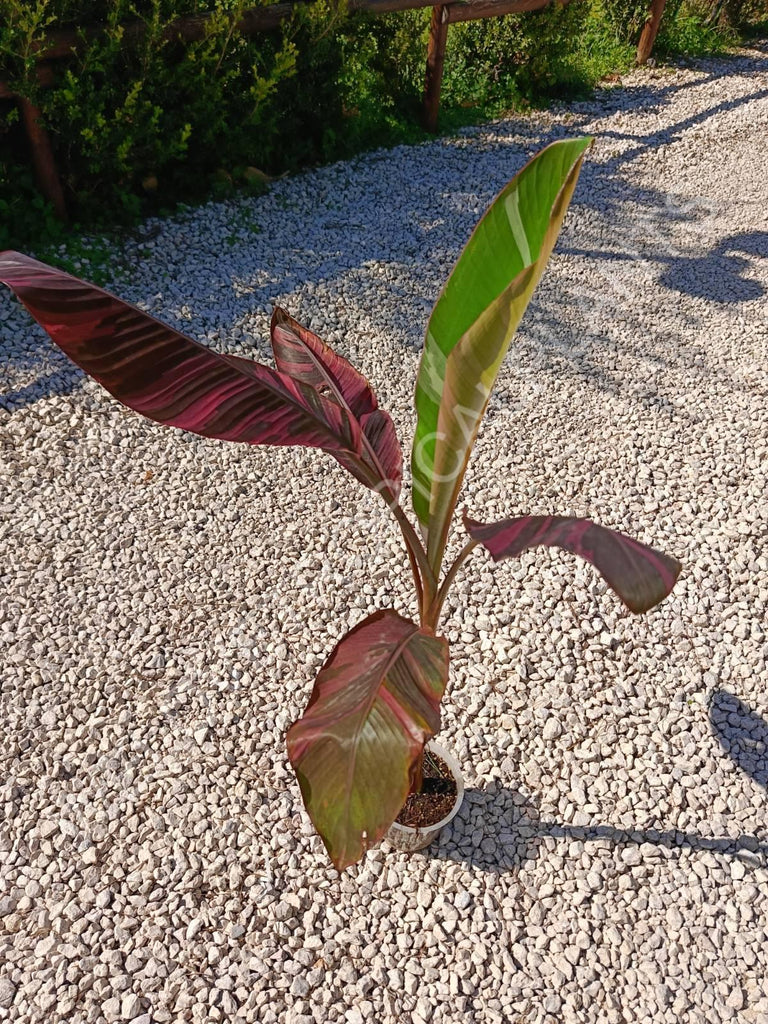 Musa banana nono variegata