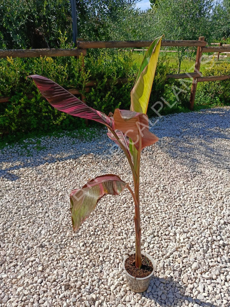 Musa banana nono variegata