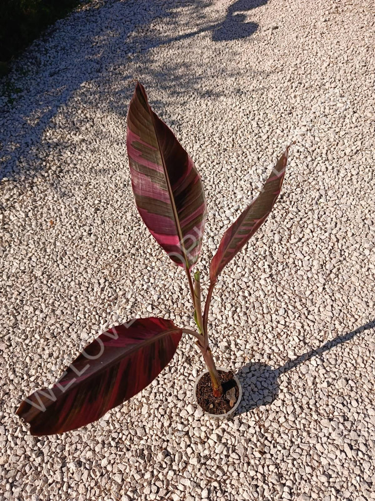 Musa banana nono variegata