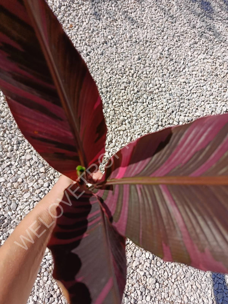 Musa banana nono variegata