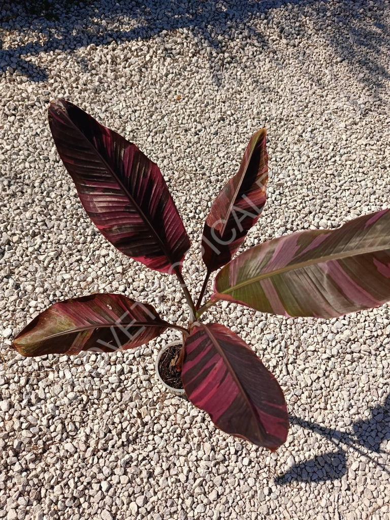 Musa banana nono variegata