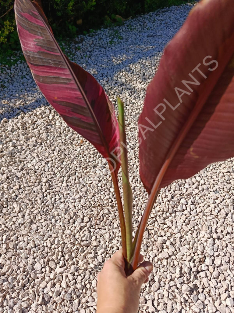 Musa banana nono variegata