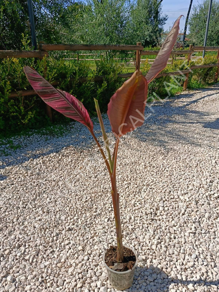 Musa banana nono variegata