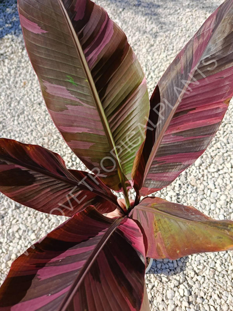 Musa banana nono variegata