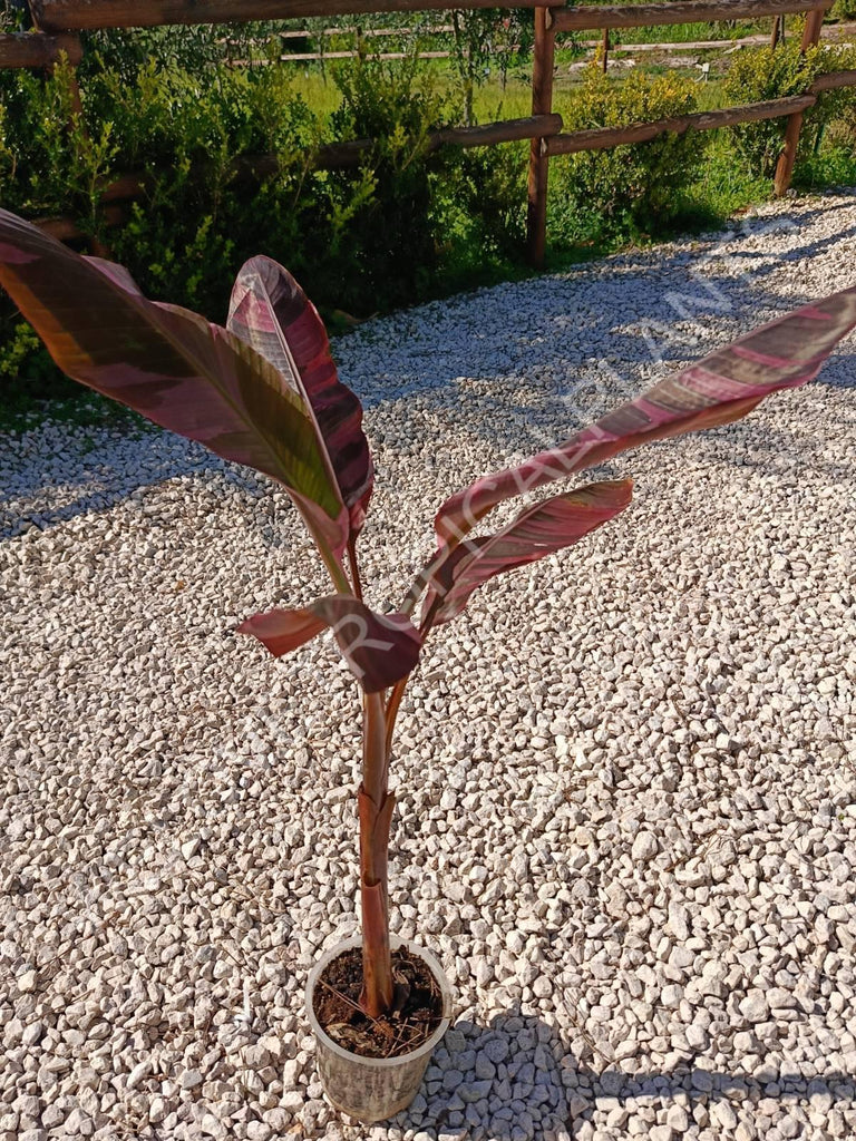 Musa banana nono variegata