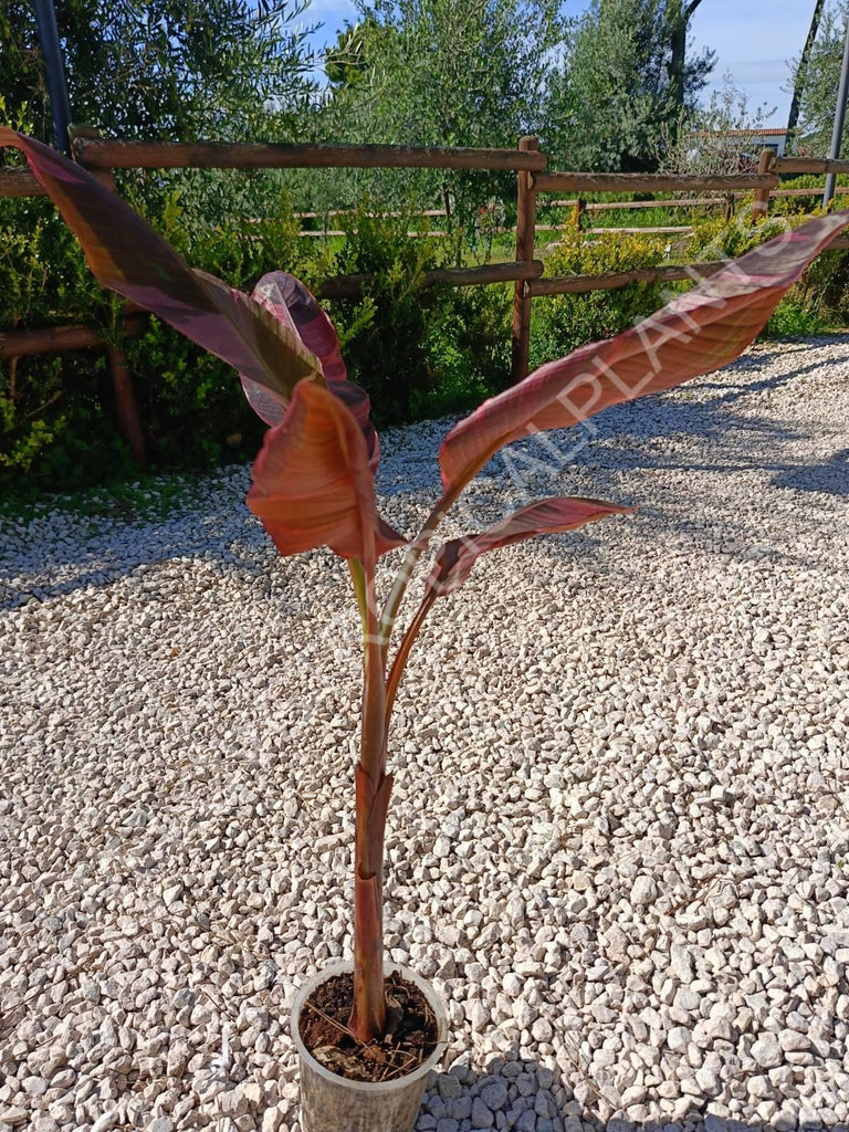 Musa banana nono variegata