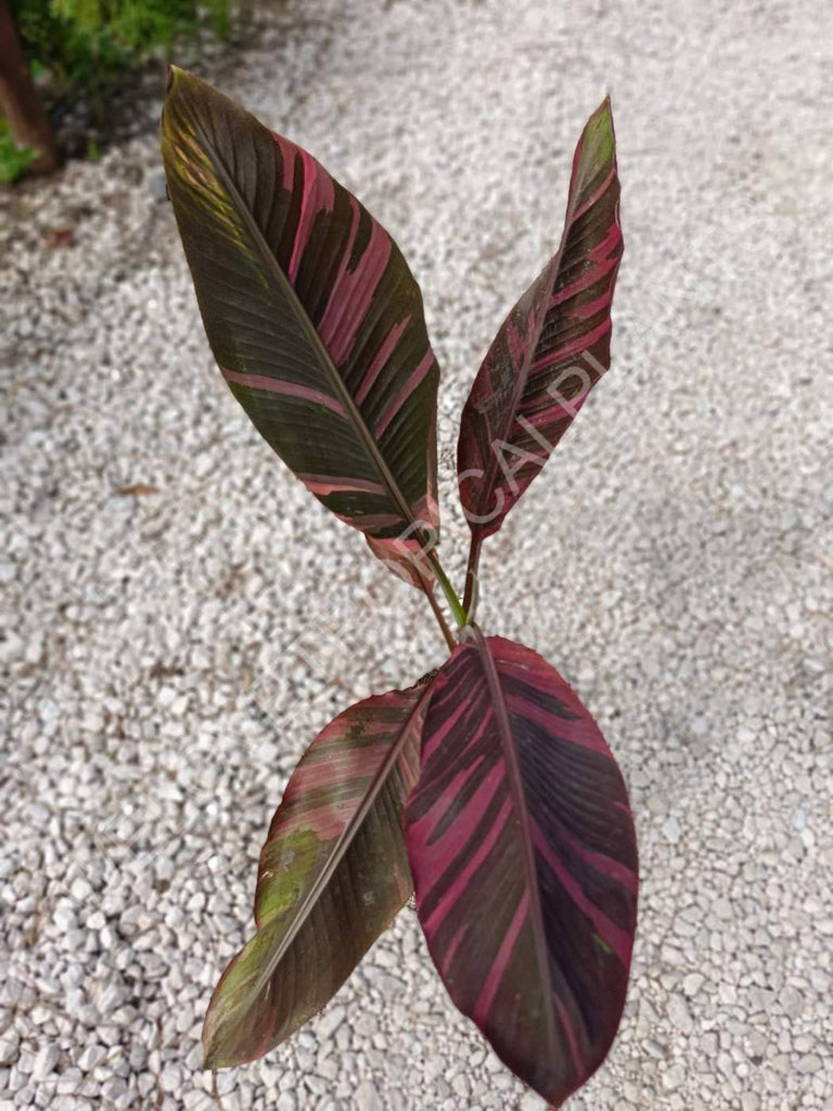 Musa banana nono variegata