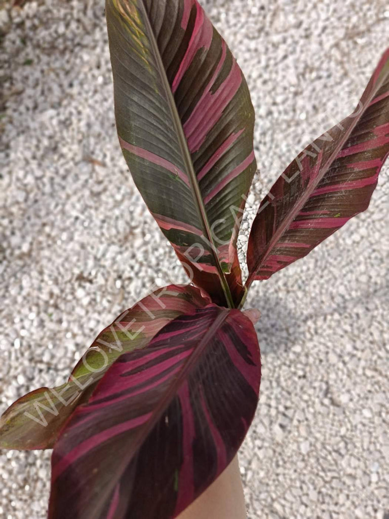 Musa banana nono variegata