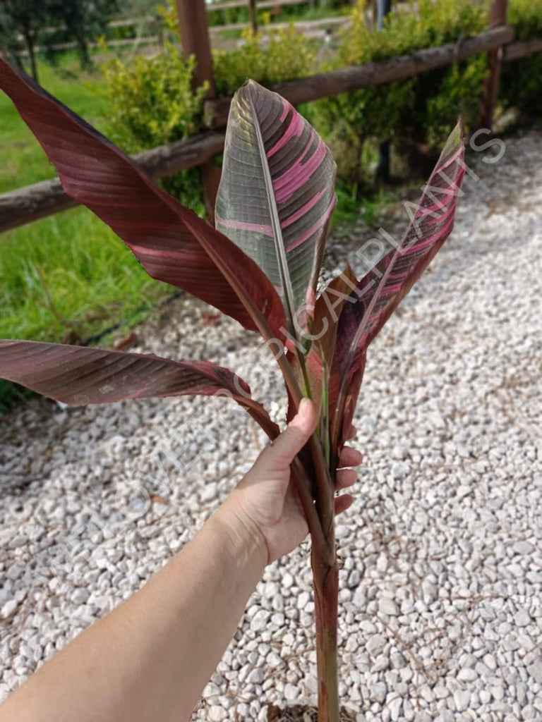 Musa banana nono variegata