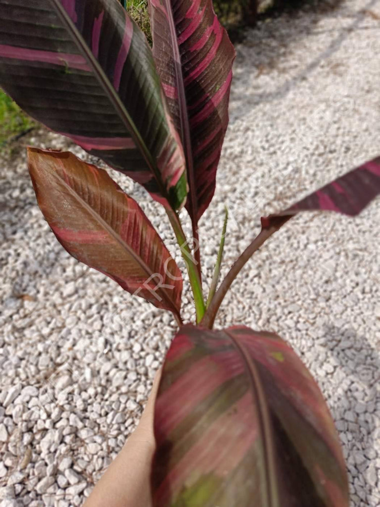 Musa banana nono variegata