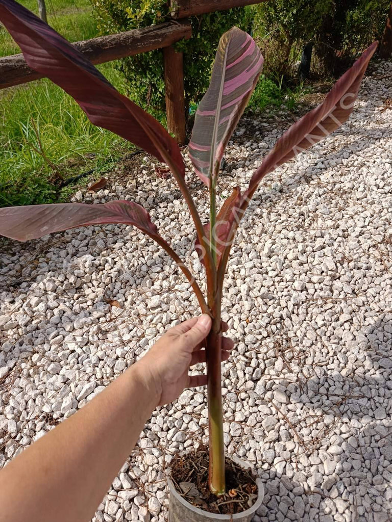 Musa banana nono variegata