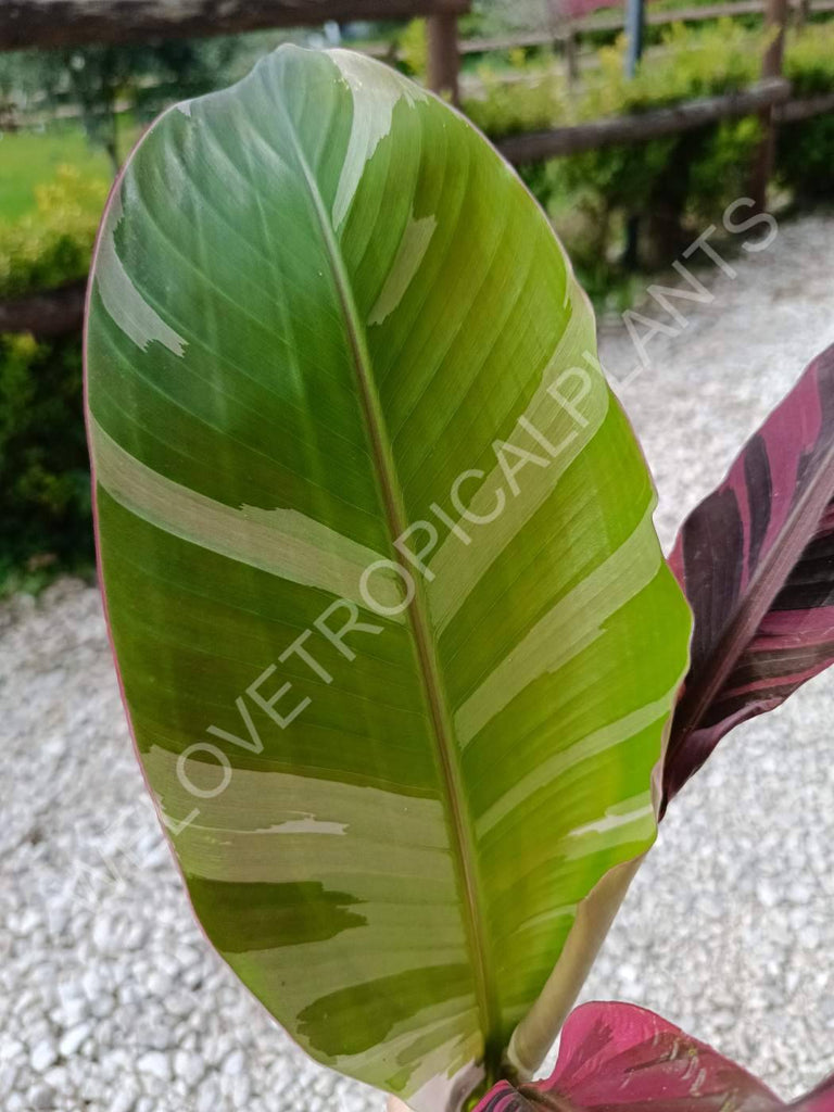 Musa banana nono variegata