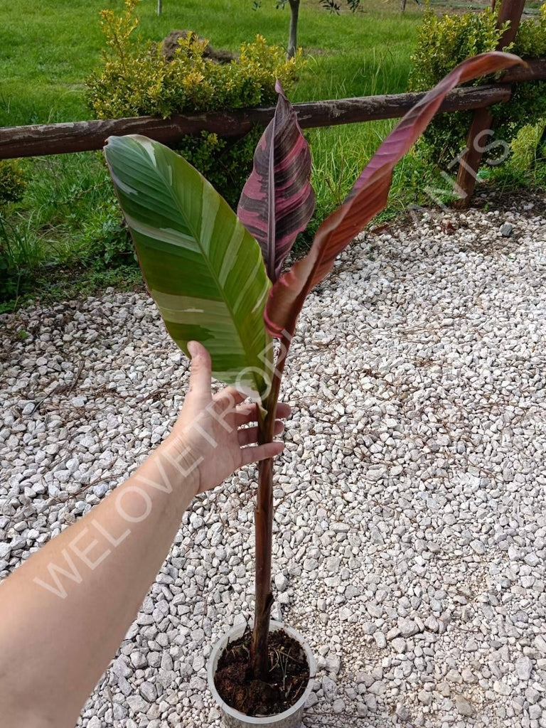 Musa banana nono variegata