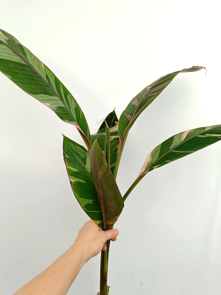 Musa banana nono variegata