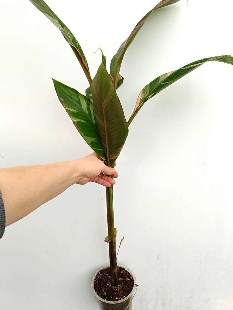 Musa banana nono variegata