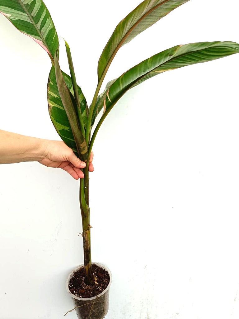 Musa banana nono variegata