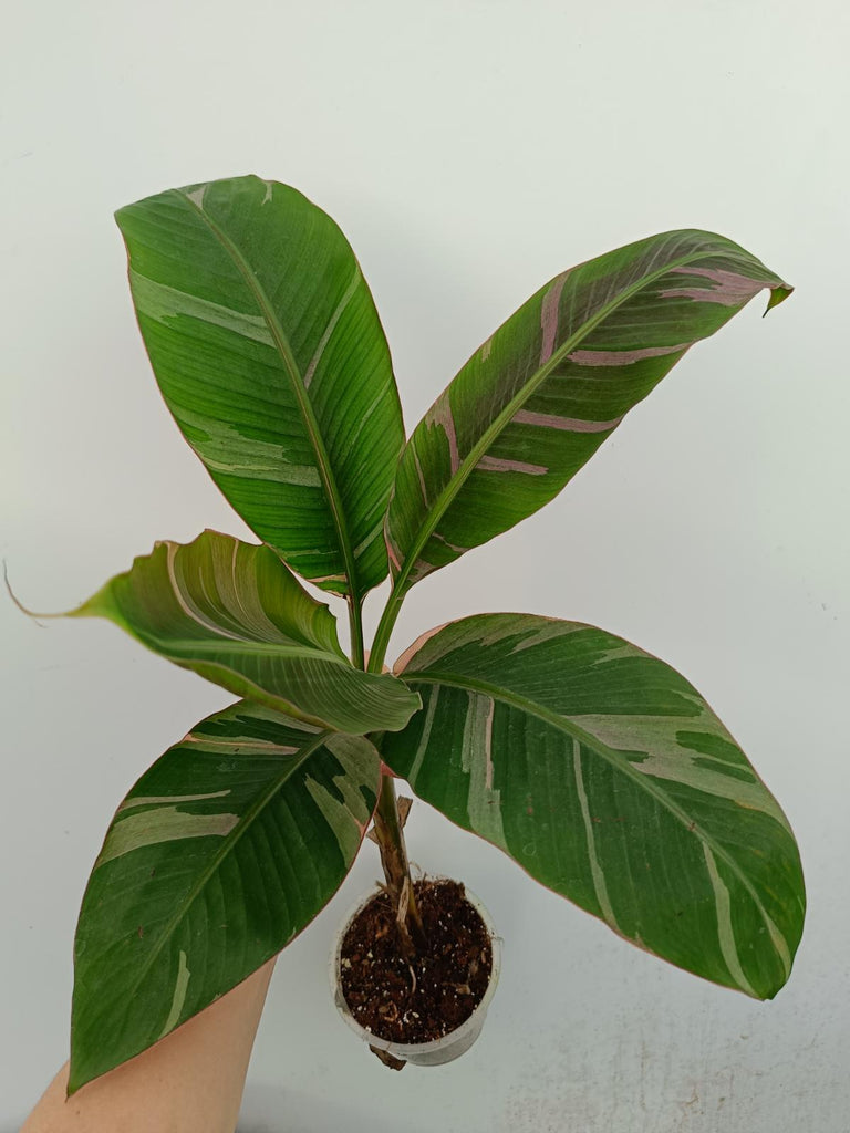 Musa banana nono variegata