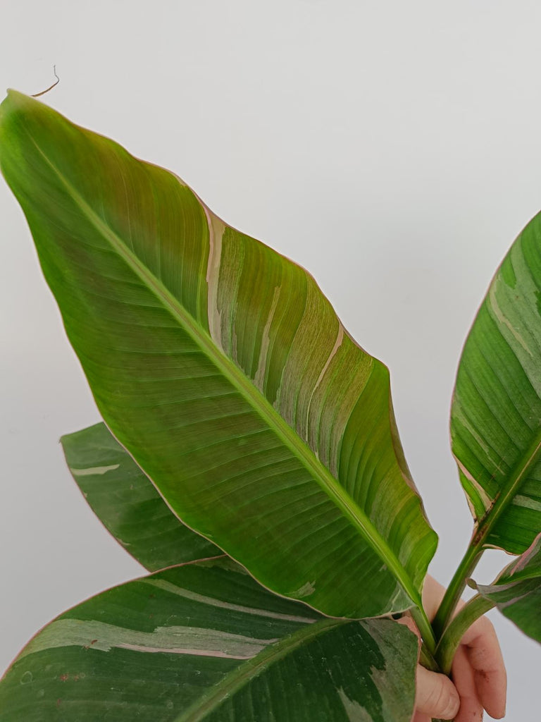 Musa banana nono variegata