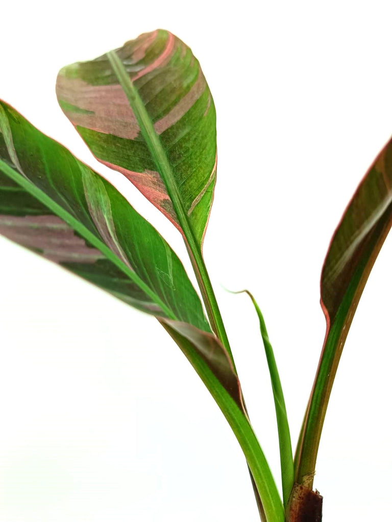 Musa banana nono variegata