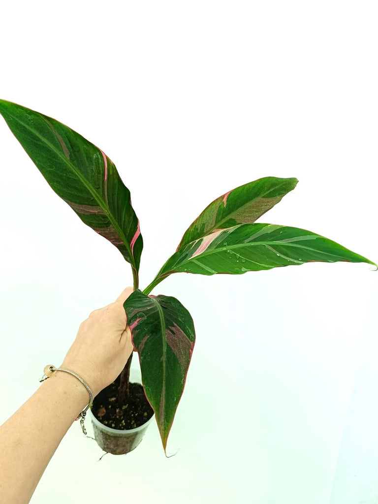 Musa banana nono variegata