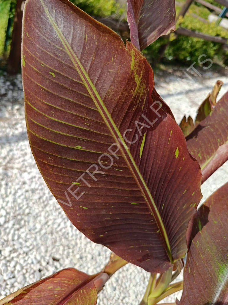 Musa siam ruby red