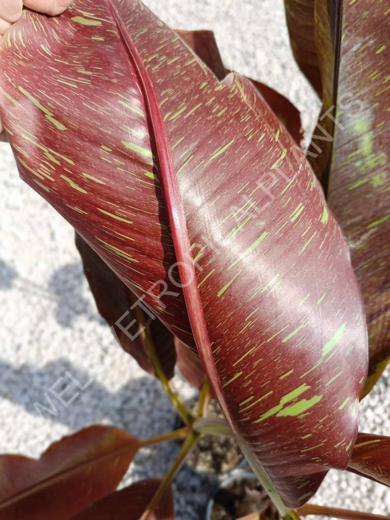 Musa siam ruby red