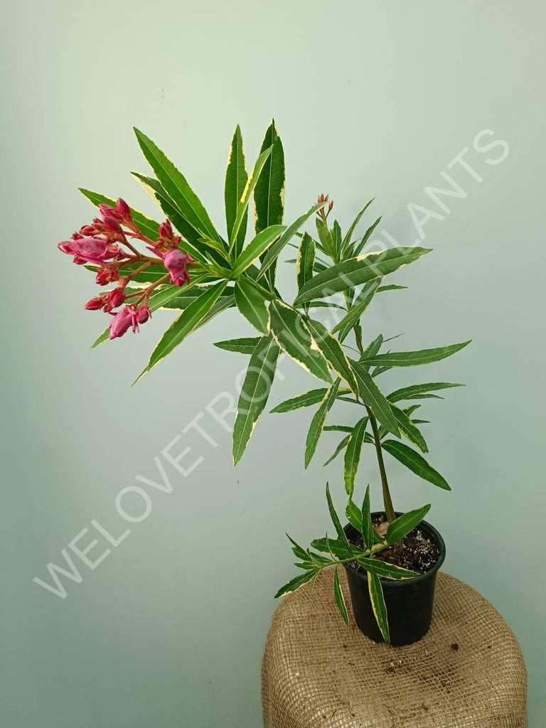 Oleander variegata pink