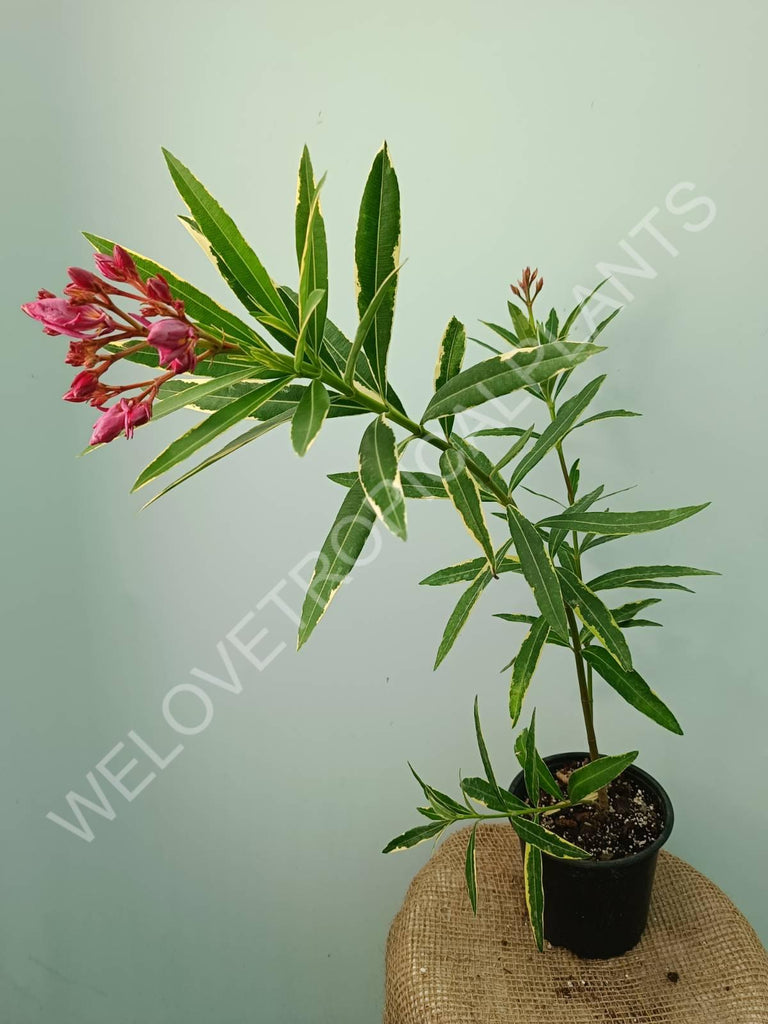 Oleander variegata pink