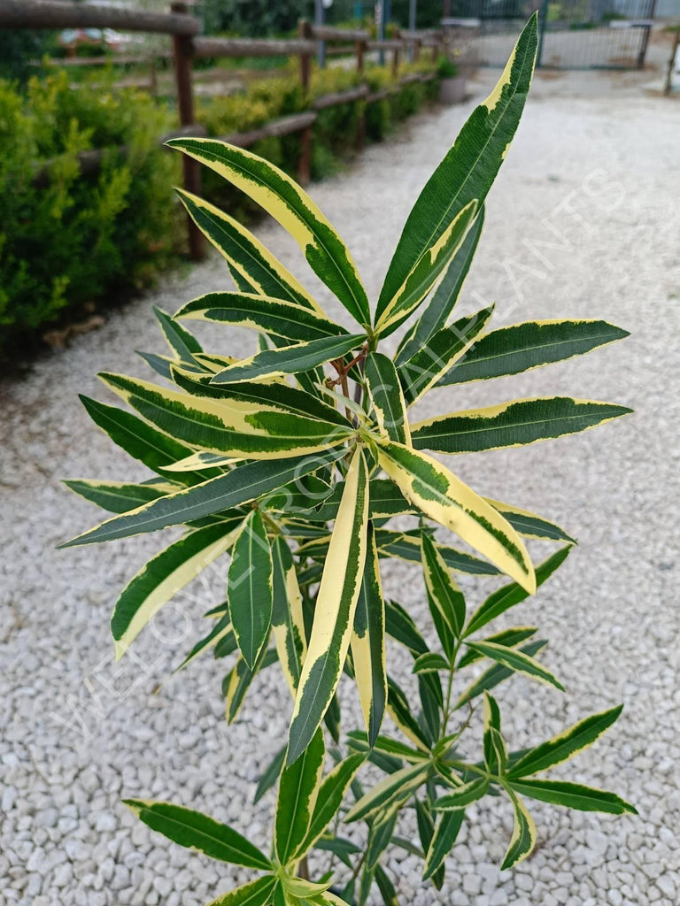 Oleander variegata