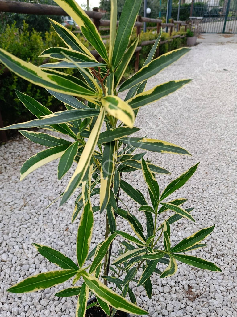 Oleander variegata