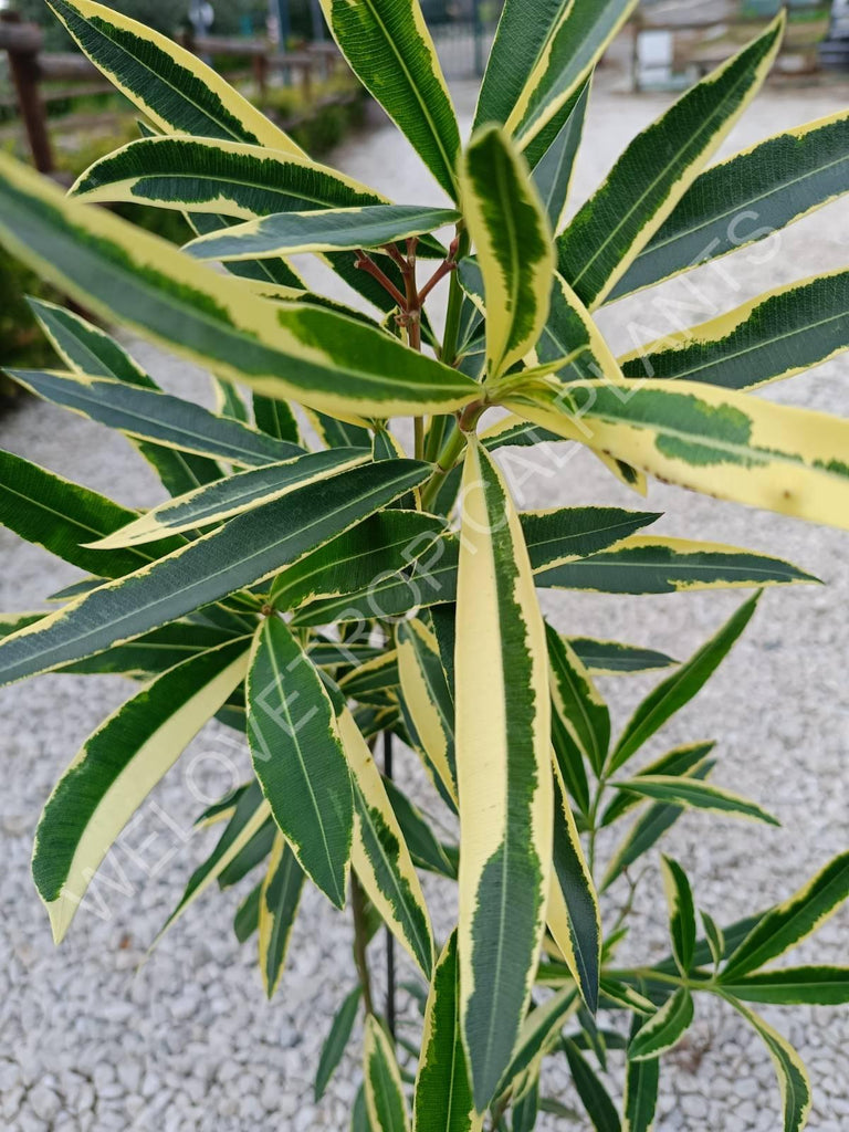 Oleander variegata