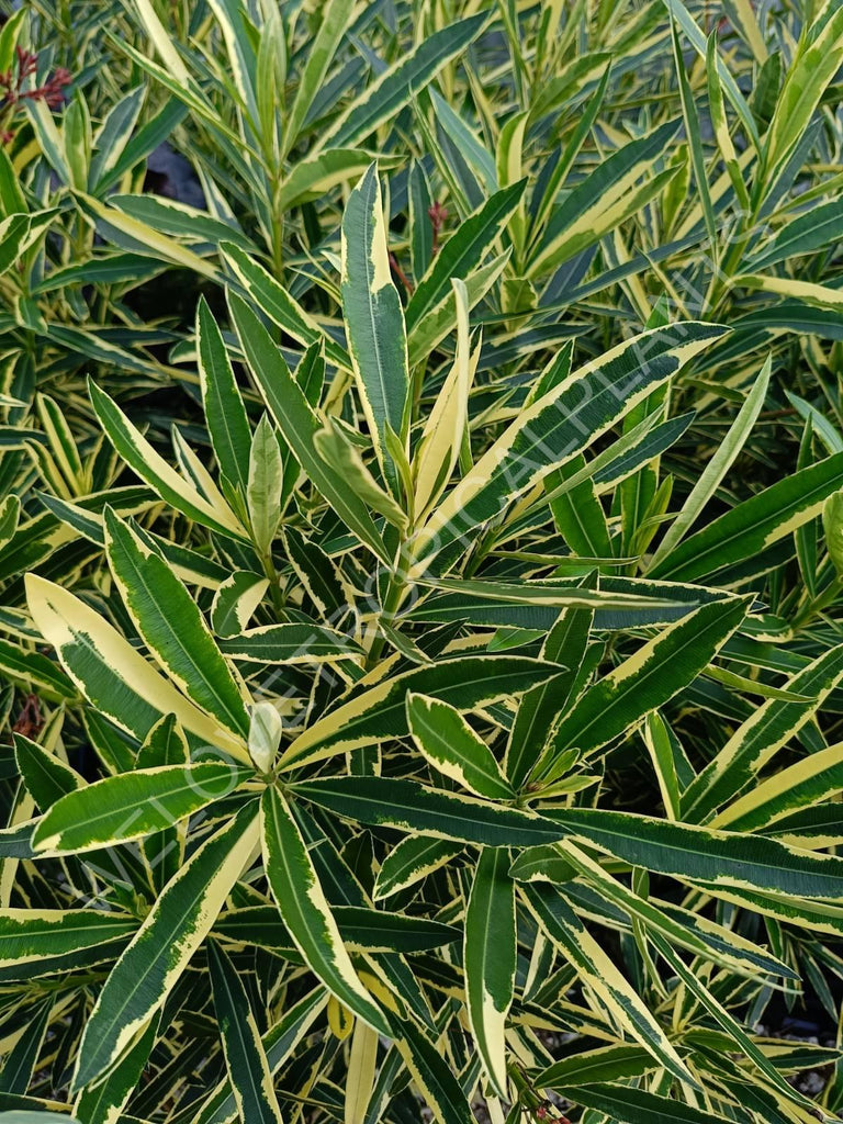 Oleander variegata