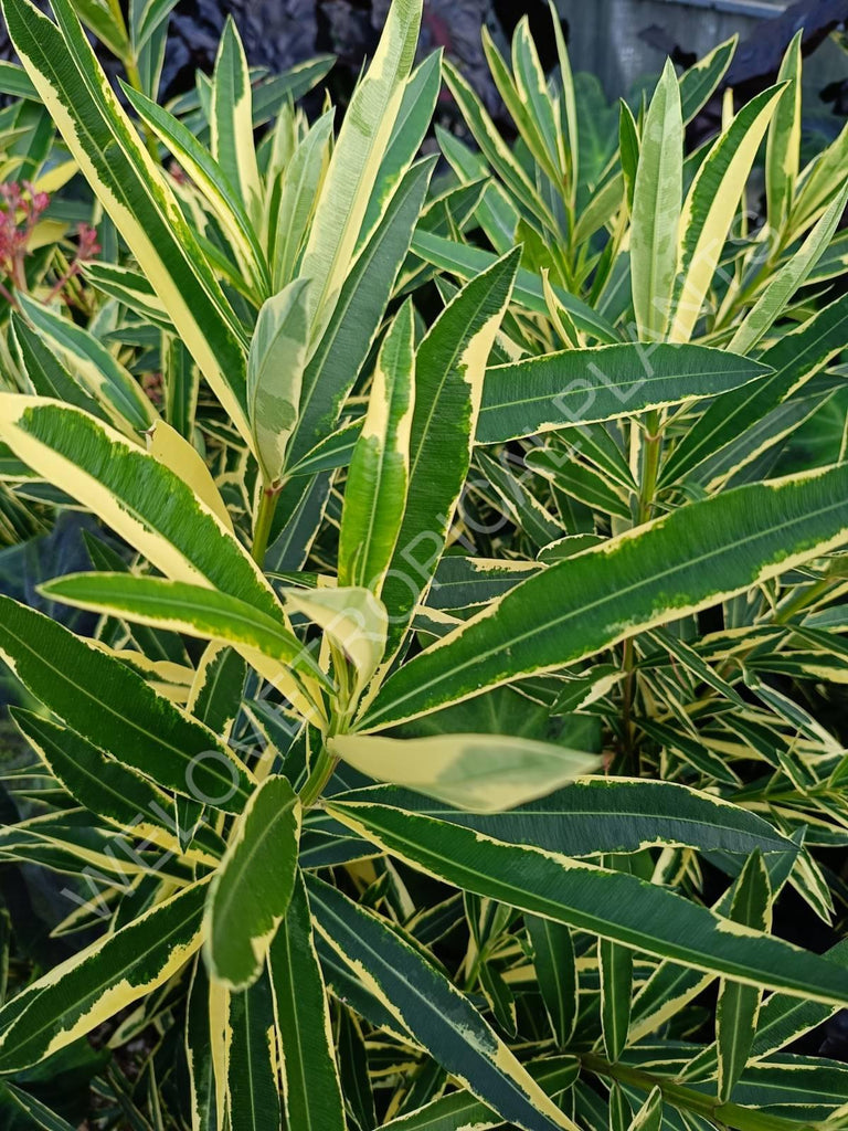 Oleander variegata