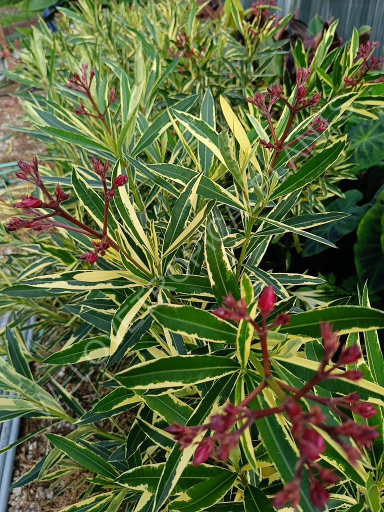 Oleander variegata