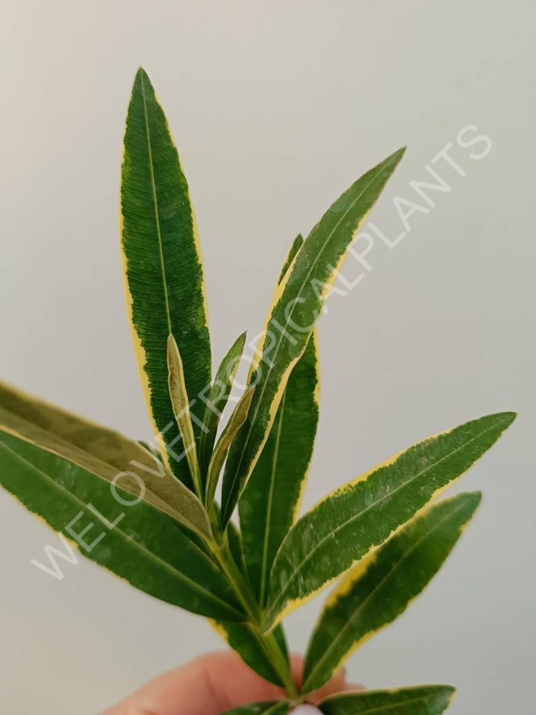 Oleander variegated