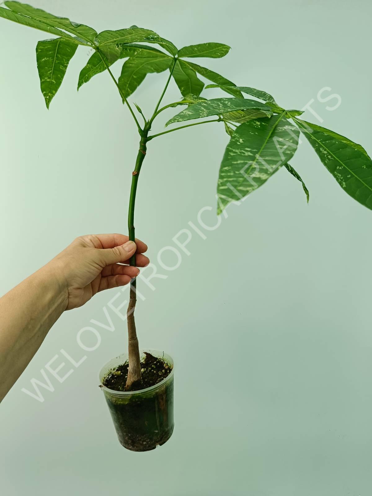 Pachira glabra milky way variegata