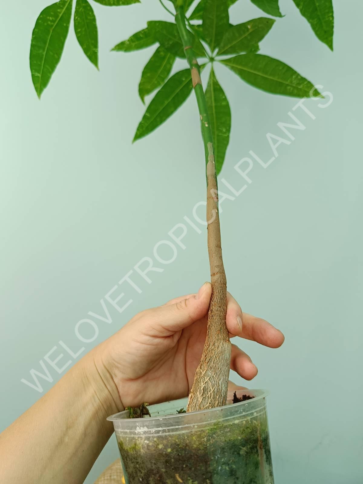 Pachira glabra milky way variegata