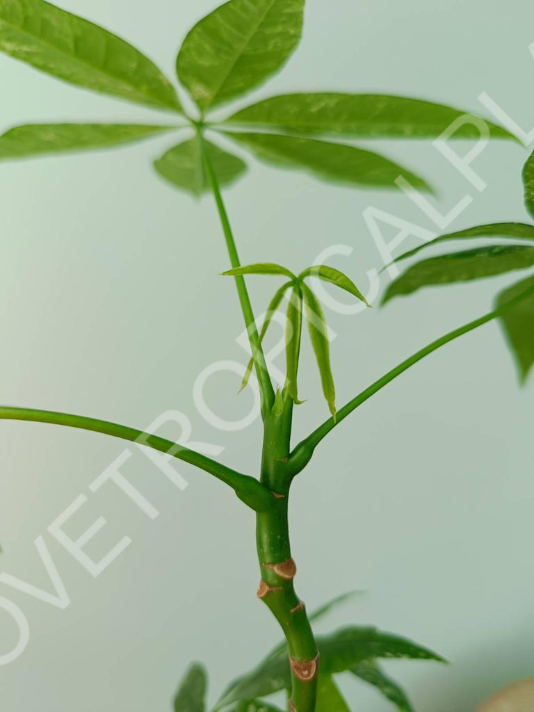 Pachira glabra milky way variegata