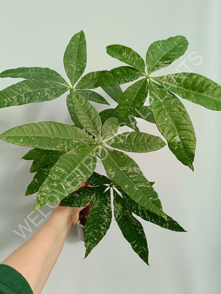 Pachira glabra milky way variegata