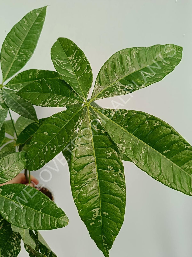 Pachira glabra milky way variegata