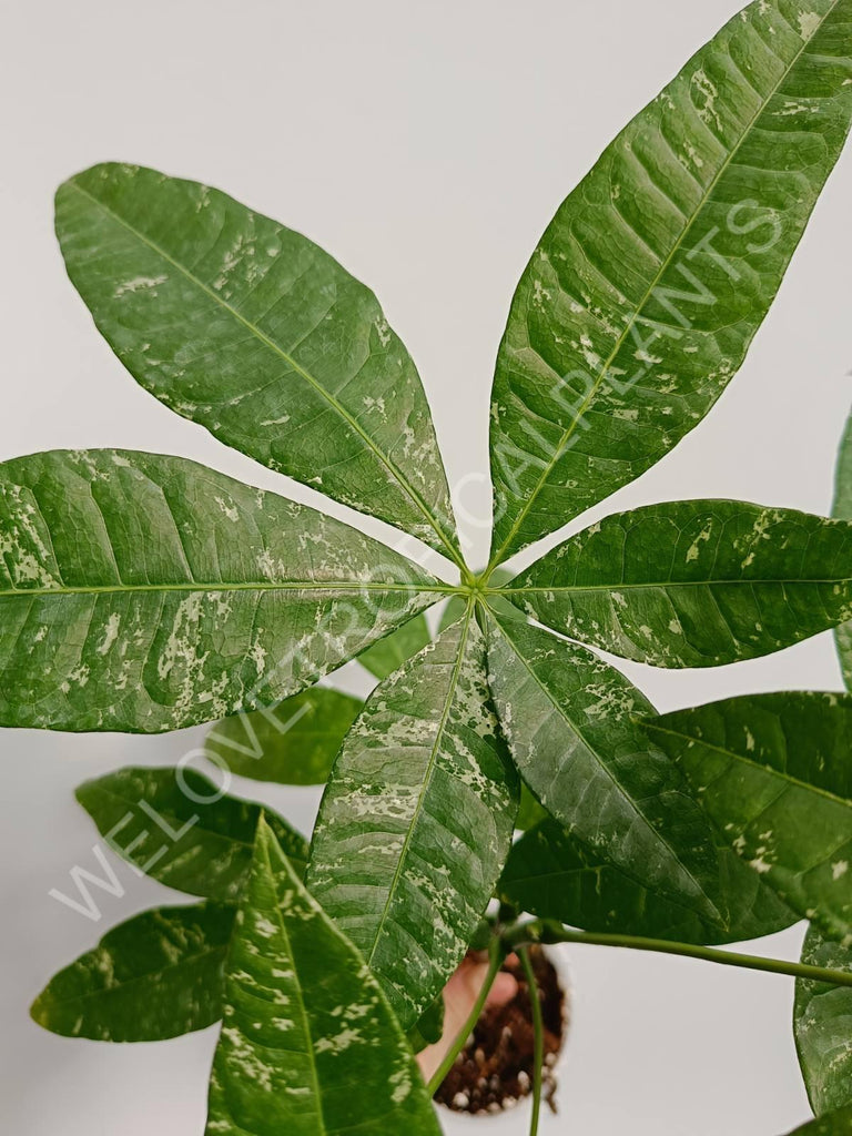 Pachira glabra milky way variegata