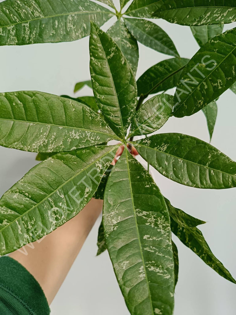 Pachira glabra milky way variegata