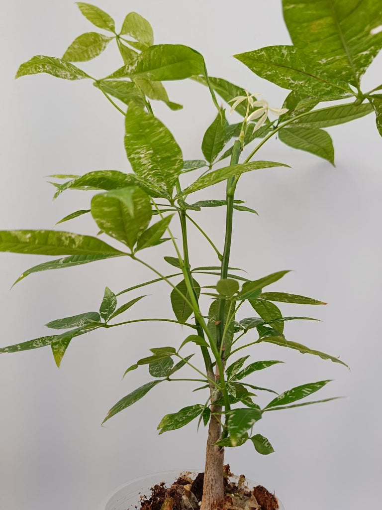 Pachira glabra milky way variegata