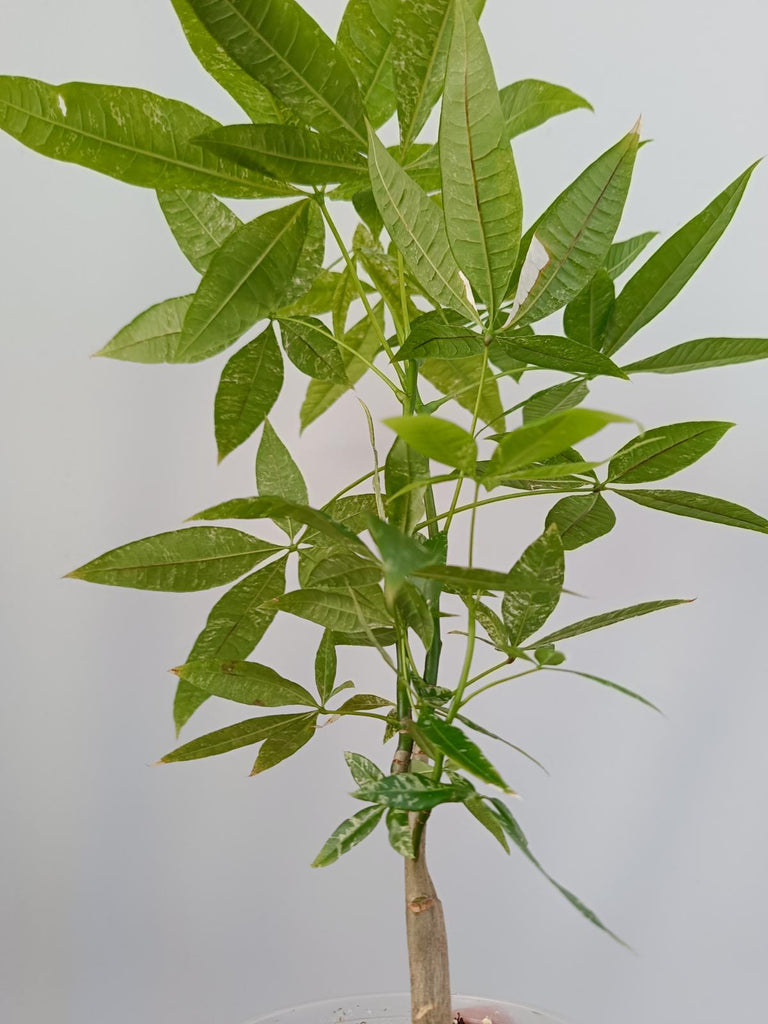 Pachira glabra milky way variegata