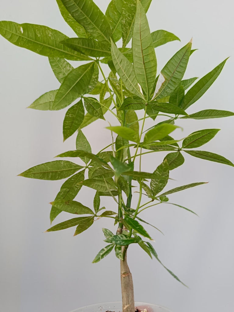 Pachira glabra milky way variegata