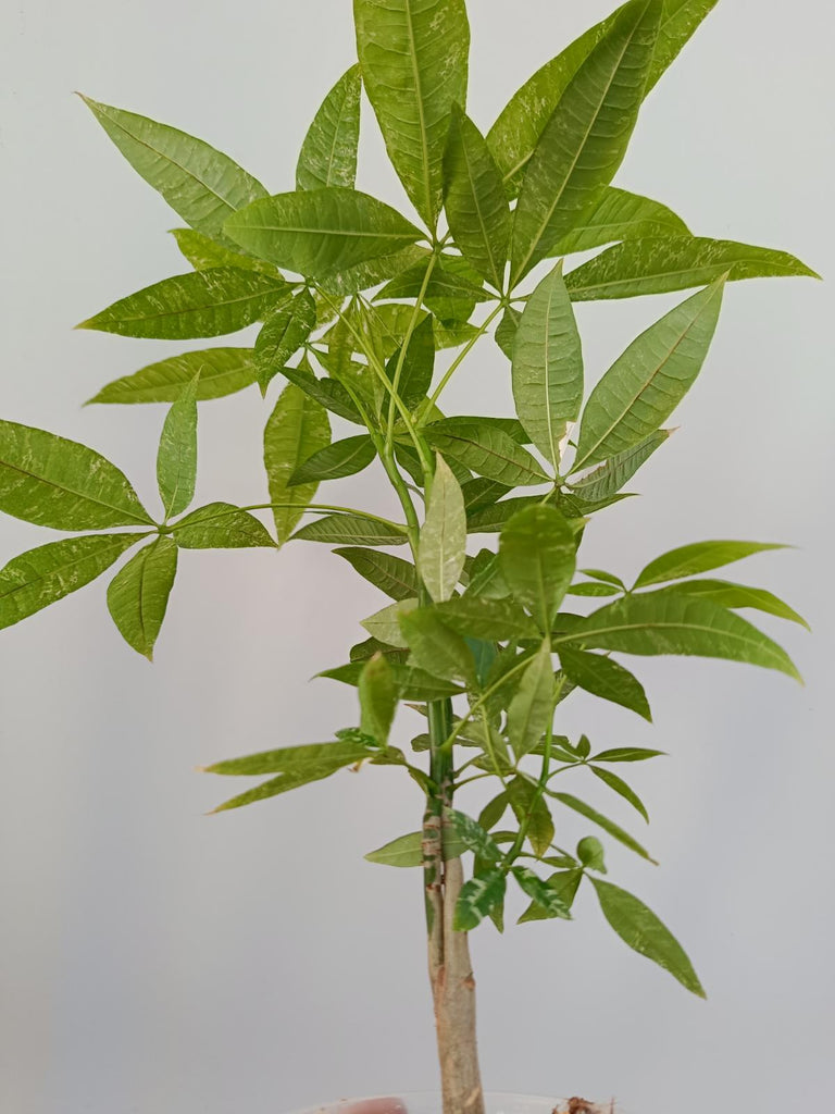 Pachira glabra milky way variegata